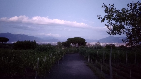 Vigneti