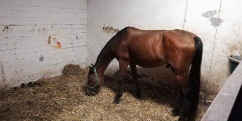 Un cavallo della Tenuta