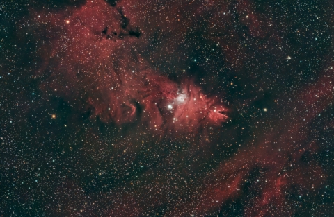 Nebulosa NGC2264 - Albero di Natale. Autore: Michele Bernardo